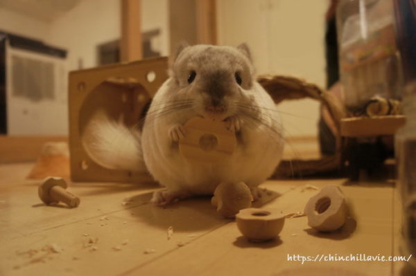 床にはチンチラ「ティモ」のお気に入りなおもちゃをいっぱい散らばせて