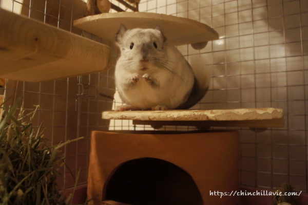 動線を意識してステージを配置したティモのチンチラケージ