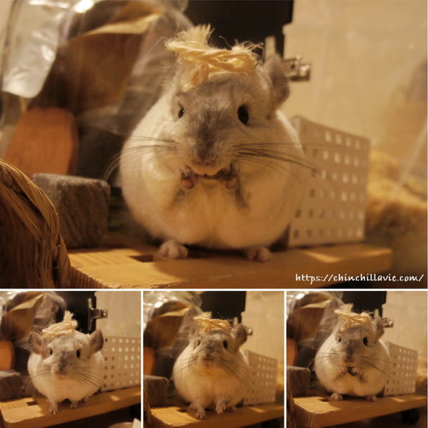 かじりーずのサイザル麻ひもをクルクルっと丸めて、ねじり鉢巻