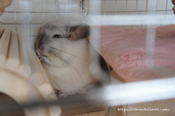 チンチラ「ティモ」のうとうとした表情