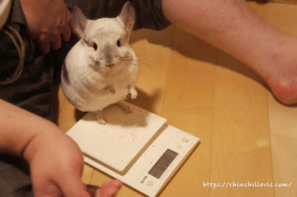 チンチラ「ティモ」の体重測定