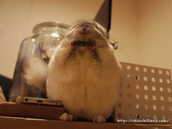 まんまるなチンチラのティモ