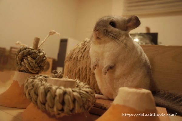 かじりーずのおもちゃを並べてみたチンチラ「ティモ」のへやんぽコーナー