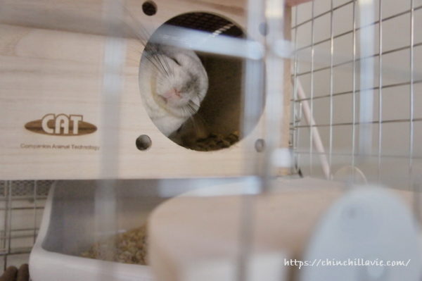 チンチラ「ティモ」の巣箱でのお昼の過ごし方