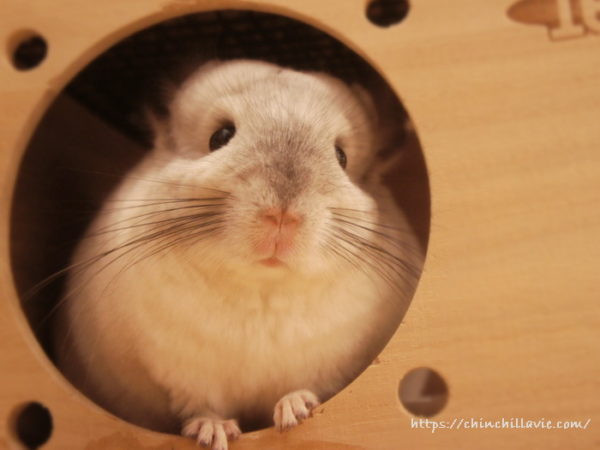 チンチラのティモのへやんぽタイム