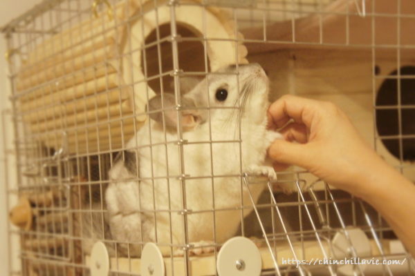 手ぐしで掻き掻きしてチンチラのティモとコミュニケーション