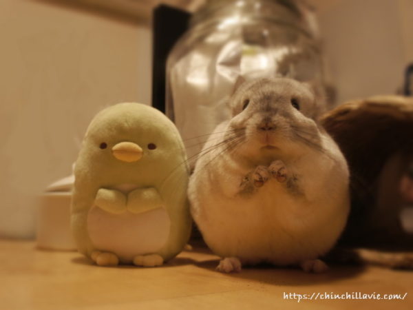 チンチラ「ティモ」のおへやにやってきた新しいお友達