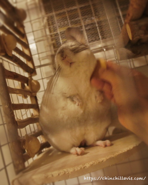 小さな本つげ櫛でチンチラ「ティモ」のグルーミング