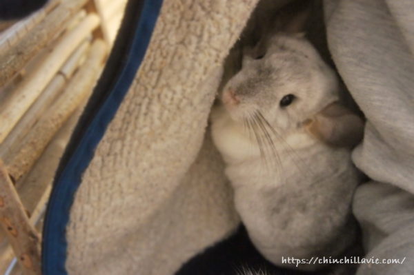 明るい時間帯に行う１回目のお掃除では部屋着パーカーの中に潜り込んで過ごすチンチラのティモ