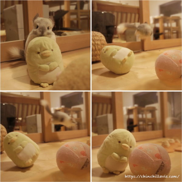 すみっコぐらしのぺんぎん？ちゃんとティモのへやんぽタイム