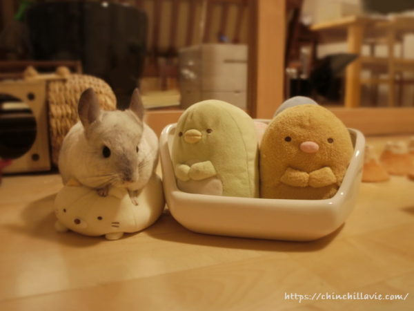 チンチラ「ティモ」とすみっコぐらしの仲間たち