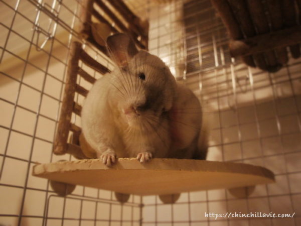 チンチラ「ティモ」の掻き掻きポーズ