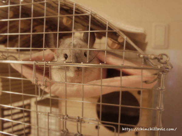 設置から１年以上経ってハンモックにもぐるようになったチンチラのティモ