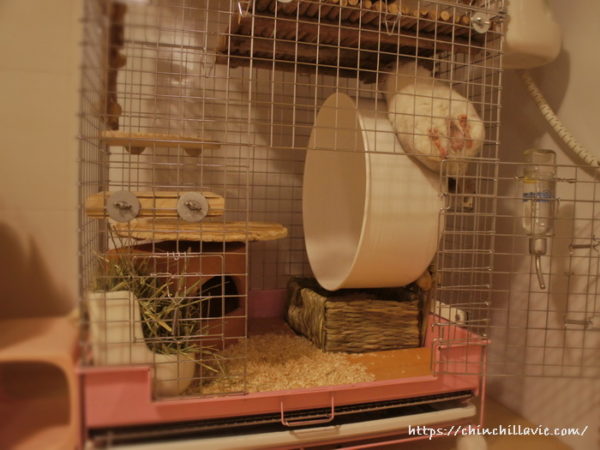 「KAWAI ウッドフロア Ｗ」の裏面も齧りたいチンチラのティモ