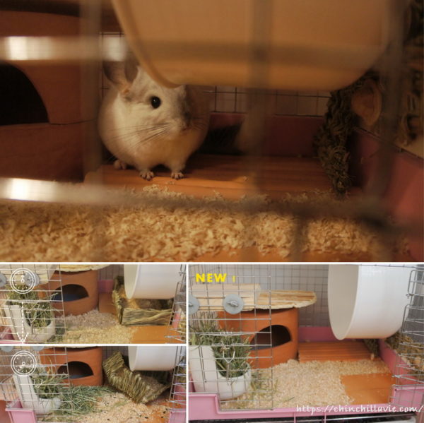 チンチラケージ１Ｆのおトイレを撤去することにしました