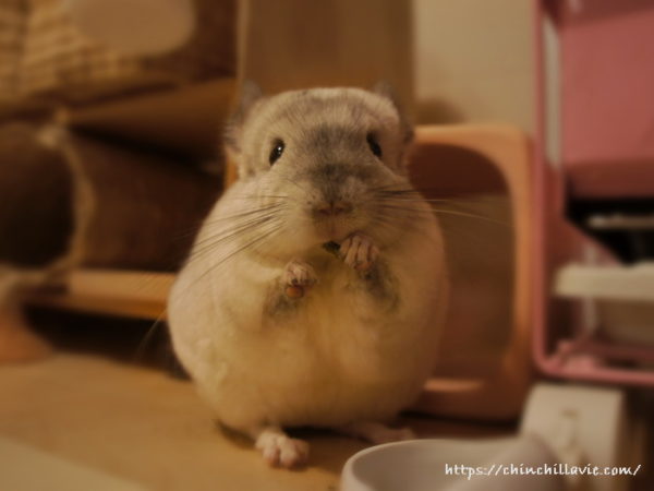 ペレットを食べているチンチラのティモのへやんぽタイム