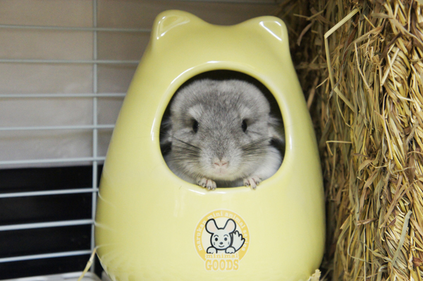 チンチラのティモ 生後6ヶ月 鶯谷のうさぎさんで撮影した写真