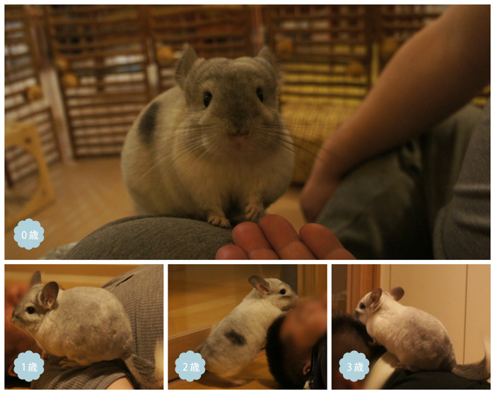 チンチラのティモとの距離　夫バージョン