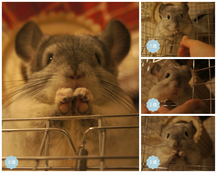 チンチラのティモ　ペレットを食べている様子