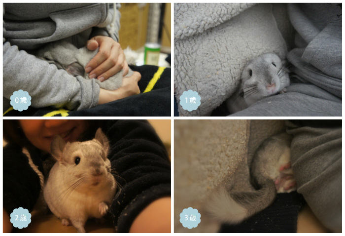 隙間に挟まったり潜ったりするのが大好きなチンチラのティモの様子