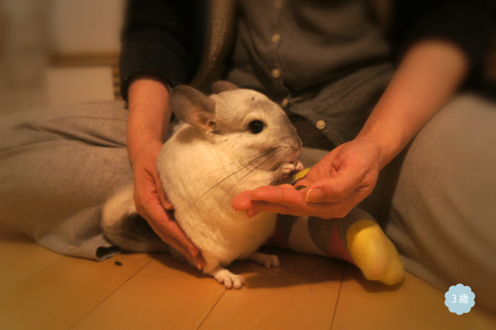 ペレットを与えながらティモをタッチ