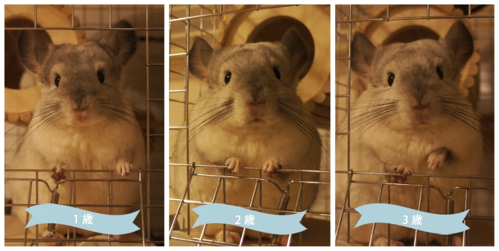チンチラのティモ　１歳と２歳と３歳　顔立ちの比較