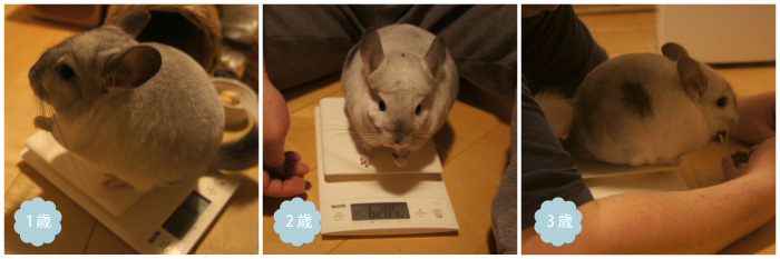 チンチラのティモの体重測定の様子