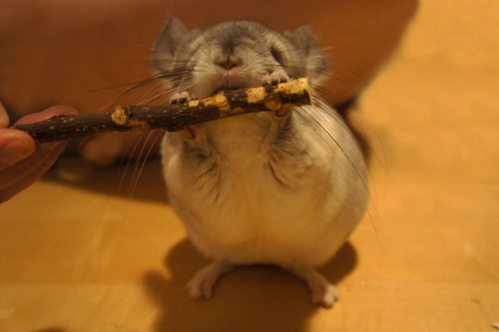 チンチラのティモが大好きなかじり木 りんごバー