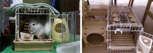 三晃商会ライトキャリーの側面の扉を開けているところ チンチラのティモが自らキャリーの中に入ってペレットを食べている様子