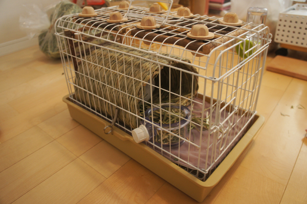 三晃商会ライトキャリーのレイアウトを考える カワイ トンネルハウスとフードフィダー マルカンのウォーターボトルをセットしたところ