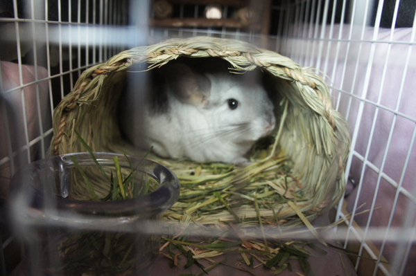 三晃商会ライトキャリーをレイアウト カワイ トンネルハウスの中に入って移動中のチンチラのティモ