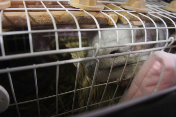 三晃商会ライトキャリーのレイアウト カワイ トンネルハウスの上に乗ってじっとしているチンチラのティモの様子