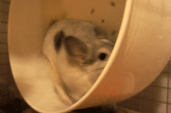 ChinchillaVie | チンチラのティモの大好きなホイール回し車