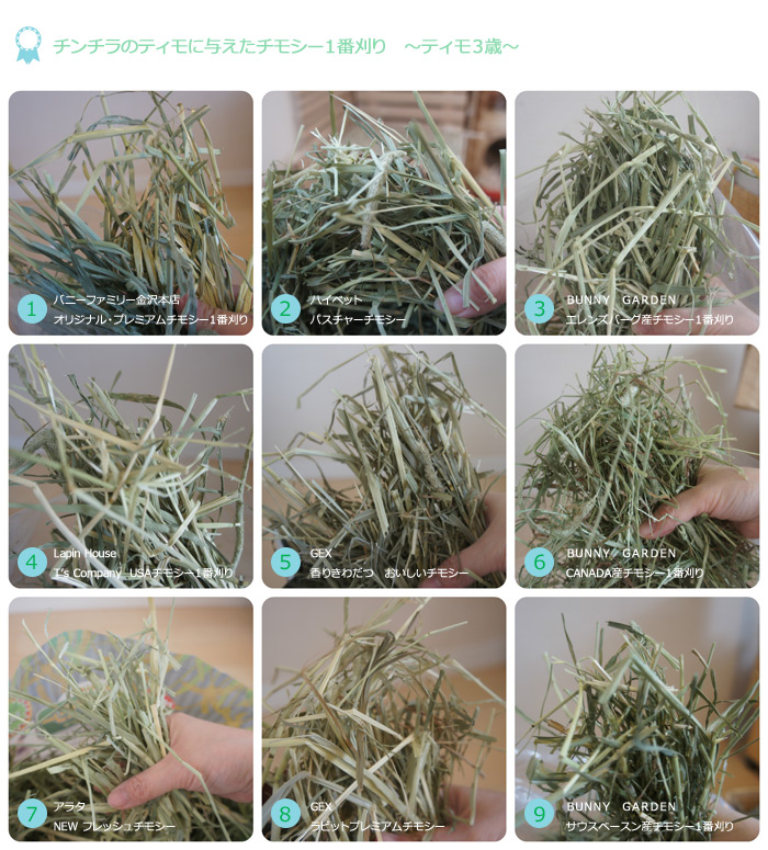 チンチラのティモに与えたチモシー１番刈り　ティモ３歳