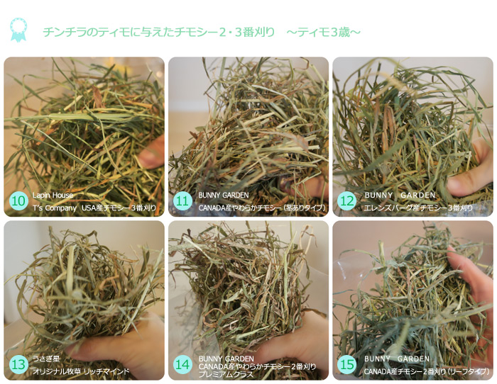 チンチラのティモに与えたチモシー２番刈り、チモシー３番刈り　ティモ３歳