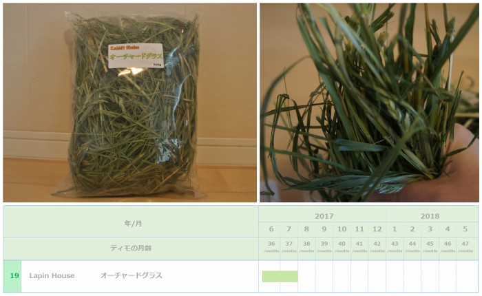 トッピング牧草としてチンチラのティモ（３歳）に与えたオーチャードグラス　Lapin House 