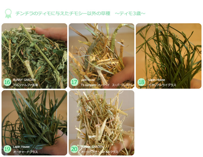 チンチラのティモに与えたチモシー以外の草種　（ティモ３歳）