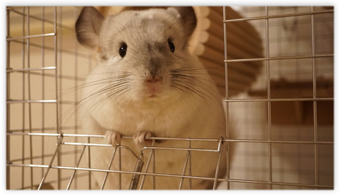 チンチラのティモ　川井 コンフォート60タワーの小窓からぴょっこり