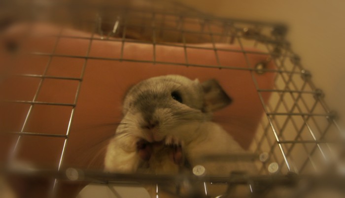 チンチラのティモ　川井　コンフォート60　タワーの小窓から