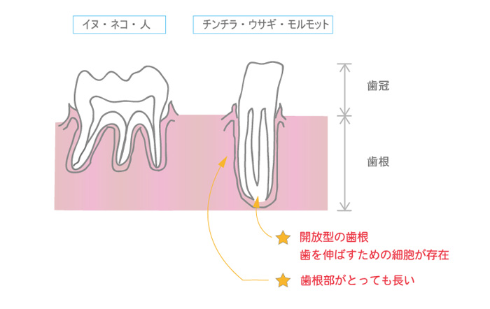 チンチラの歯根　イメージ　げっ歯類とウサギの臨床歯科学を参考に作成