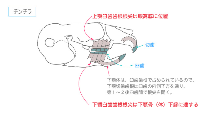 Chinchilla Vie チンチラの歯の構造　歯冠と歯根