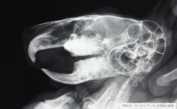 チンチラのティモ　頭部Ｘ線像　2018年2月　エキゾチックペットクリニックにて撮影