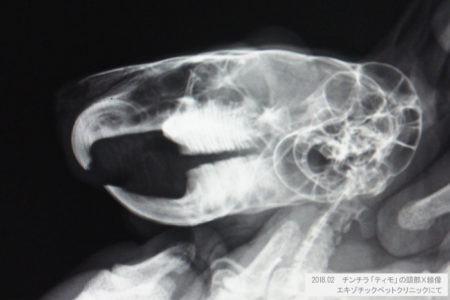 チンチラのティモ　頭部Ｘ線像　2018年2月　エキゾチックペットクリニックにて撮影