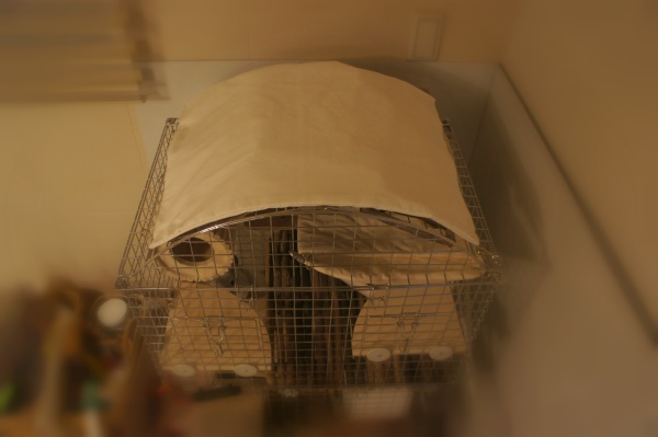 チンチラのティモのケージレイアウト ケージの屋根には視界を遮るためにカバーをのせています