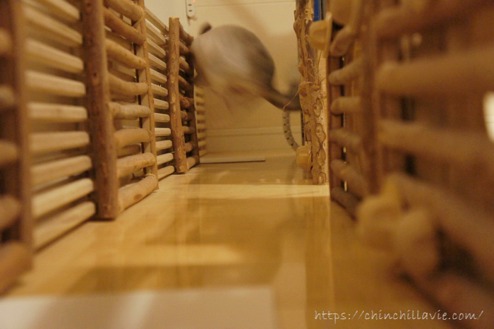 チンチラのティモが壁を蹴って方向転換している様子