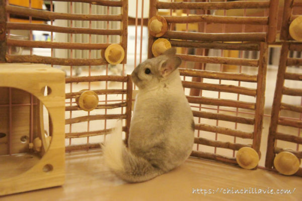 犬猫用パーティションに通り抜け事故防止策を講じたチンチラのティモのへやんぽコーナー