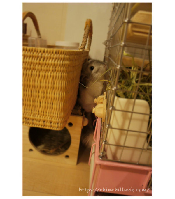 チンチラは狭いところに入り込むのが大好きな様子