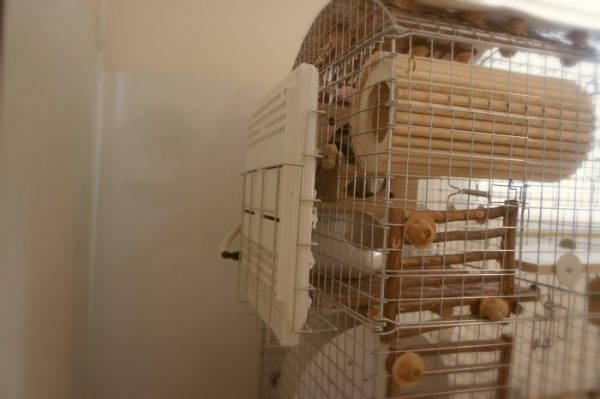 チンチラケージの外側から局所的に暖める寒さ対策として利用しているみずよし貿易さんの遠赤外線マイカヒーターⅡ