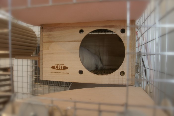 KAWAI フルハウスの上に置かれた「マルカン　ほっとうさ暖　リバーシブルヒーターＭサイズ」の暖かさを感じながら熟睡しているチンチラのティモ