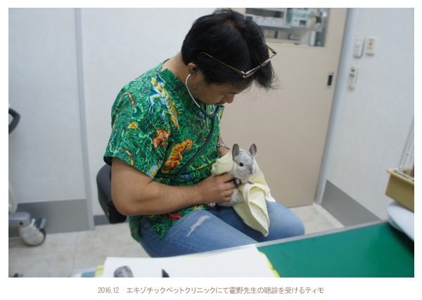 エキゾチックペットクリニックにて霍野晋吉先生の聴診を受けるティモの様子
